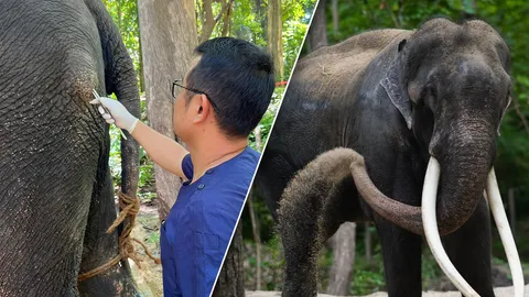 “พลายศักดิ์สุรินทร์” คาด 2 ส.ค. ตรวจละเอียดที่ รพ.ช้าง พบมีก้อนขุ่นขาวในตา  