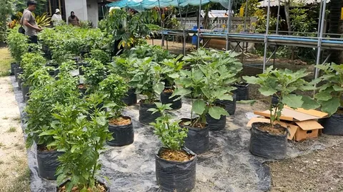 เกษตรกรสตูลเพาะผักยืดหยุ่นขาย ตอบโจทย์คนรักสุขภาพ แต่ไม่มีเวลาปลูกเอง