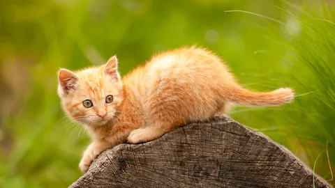 วัน “ลูกแมวแห่งชาติ” ก่อนรับน้องมาเลี้ยงต้องเตรียมอะไรบ้าง