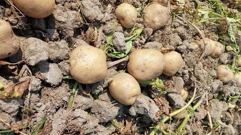 เร่งผลิตมันฝรั่งทดแทนนำเข้า