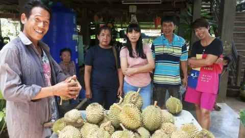 ทุเรียนกลิ้งโกศัย พันธุ์พื้นเมืองแพร่ออกแล้ว สโลแกน "กลิ้งลงจากดอย มาคอยคุณ"