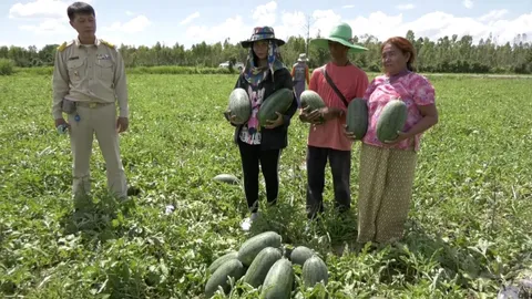 ชาวสวนพลิกนาแห้งแล้ง ทำระบบน้ำหยดปลูกแตงโมสลับแทนข้าว ทำรายได้หลักแสนบาท (คลิป)