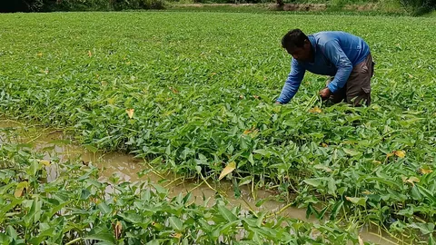 เปลี่ยนที่แอ่งกระทะทำนาข้าวไม่รุ่ง ปลูกผักบุ้งแก้ว ตัดขายได้เดือนละหมื่น