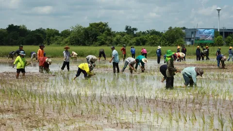 คณะเกษตร ม.อุบลฯ พาน้องใหม่ ร่วมกันปักดำนา 10 ไร่ เรียนรู้วิถีชีวิตเกษตรกร