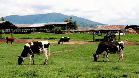 แก้ไขยีนลูกวัวสู้ไวรัส BVDV