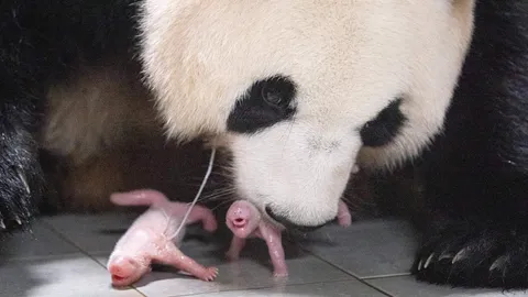 สวนสัตว์เกาหลีใต้ต้อนรับลูกแพนด้าแฝดคู่แรกที่เกิดในประเทศ