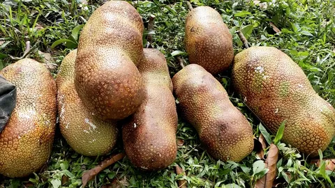 ชาวสวนจำปาดะสตูลเฮ ปีนี้ผลผลิตออก 3 รุ่น ราคาดีสุดในรอบ 20 ปี กก.ละ 80 บาท (คลิป)