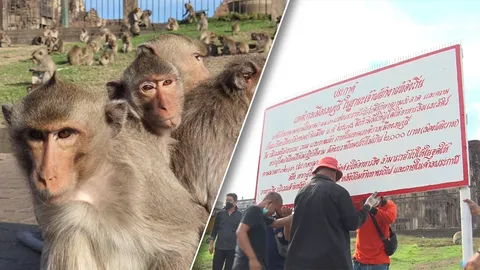 เทศบาลเมืองลพบุรี เอาจริง "ให้อาหารลิง" ผิดที่-นอกจุด ปรับ 2 พันบาท