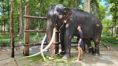 พลายศักดิ์สุรินทร์ ขวัญใจแฟนคลับ กินอิ่มนอนหลับดี ขาหน้าเตรียมวางแผนรักษายาว 