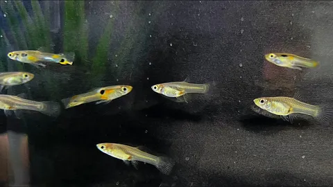  ปลานกยูงกับพฤติกรรมเผชิญความเสี่ยง