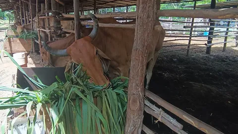 ปศุสัตว์เตือนผู้เลี้ยงโคและกระบือ ระวังโรคระบาดหน้าฝน แนะให้ดูแลอย่างใกล้ชิด