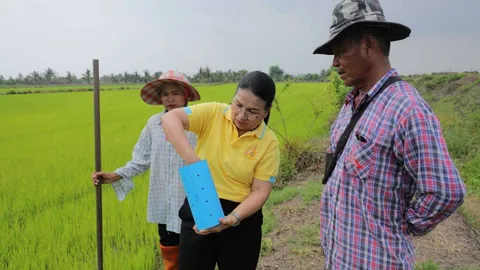 ศวข.ปราจีนฯ แนะเกษตรทำนาเปียกสลับแห้ง ใส่ปุ๋ยตามค่า ได้ข้าวแข็งแรง