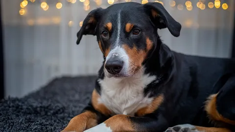 การเมืองเรื่อง “พี่หมา”