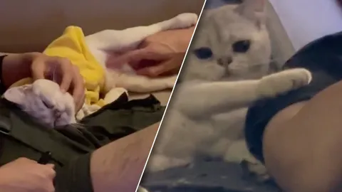 รับบทเด็กเอนฯ สาวอัดคลิป เมื่อเพื่อนผู้ชายมาบ้าน แมวที่เลี้ยงไว้คลอเคลียไม่ห่าง 