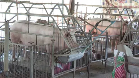 เกษตรกรผู้เลี้ยงสุกรภาคใต้ วอน "ก้าวไกล" เร่งดันแก้ปัญหาราคาหมูร่วงเข้าสภาฯ