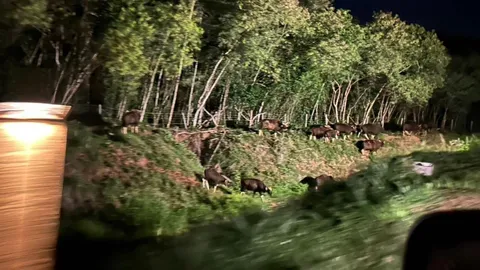 เปิดภาพตื่นตา ฝูงกระทิงป่าเขาใหญ่นับร้อยตัวออกหากินหญ้านอกเขตอุทยานฯ 