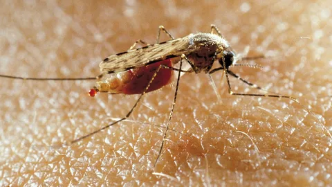 ยอดผู้ป่วยไข้เลือดออกพุ่ง 18 จังหวัด เล็งประกาศเป็นพื้นที่โรคระบาด