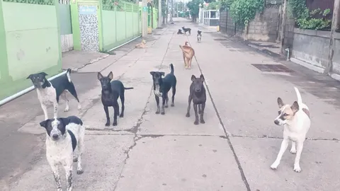 ชาวบ้านอุทัยธานี ร้องสื่อโดนหมาขาใหญ่คุมซอย ไม่หลบรถ ทำให้การสัญจรลำบาก