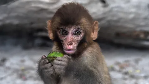 ซากฟันชี้ลิงชนิดที่ 3 เดินทางข้ามแอตแลนติก