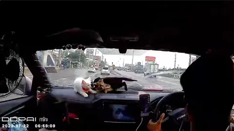 โฟกัสอะไรก่อนดี กระบะถูกชน แมวหน้ารถกระเจิง หนุ่มคนขับปลอบแฟนสุดอบอุ่น