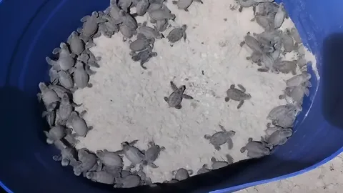 นาทีประทับใจ "ลูกเต่ากระ" แม่เพรียง ฟักตัวรังที่ 2 จำนวน 134 ตัว