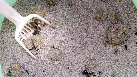 ฝันว่าเห็นขี้แมว ทำนายฝันดีร้าย ความหมาย และเลขเด็ด