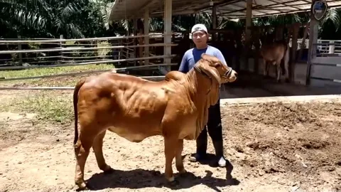 สามีภรรยาเปิดฟาร์มวัวบราห์มันแดงที่ จ.อุดรฯ ควบสอน “วัวเดินแบบ” ทำรายได้งาม