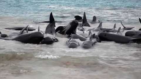 พบฝูงวาฬเกยตื้นที่ออสเตรเลีย ยื้อชีวิตไม่ทัน ดับ 51 ตัว