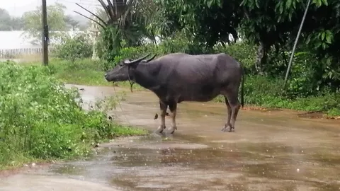 สภาพอากาศวันพรุ่งนี้ กทม.ฝนลด ไต้ฝุ่นทกซูรี จ่อขึ้นฝั่งที่จีนไม่กระทบไทย 
