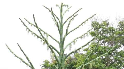 "นักวิจัย" อธิบายวัฏจักร "ต้นลาน" ในเขตอุทยานฯ ออกดอกสะพรั่งแล้วต้นจะตาย