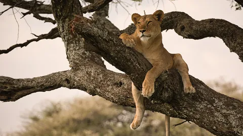 เสน่ห์แรงเกินห้ามใจ