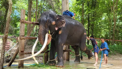 พลายศักดิ์สุรินทร์ เลื่อนวันพ้นกักโรค คาดหลัง 18 ส.ค. ชัดเจนให้แฟนคลับเยี่ยมหรือไม่  