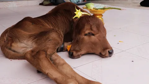 คอหวยฮือฮา แห่ขอเลขเด็ด ลูกวัว 2 หัว 2 ปาก 4 ตา เชื่อให้โชคงวด 31/7/66 (คลิป)