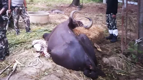 เศร้า "ชบาแก้ว" กระทิงป่าตาบอด สิ้นใจตายแล้ว หลังรอดจากติดหล่ม