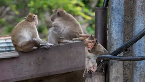 ย้ายลิงเพชรบุรี-ประจวบฯอยู่เกาะ ลดผลกระทบชุมชน
