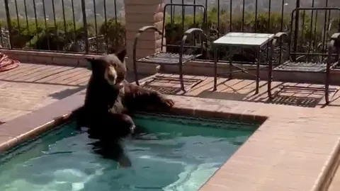 คลายร้อนแบบหมีๆ