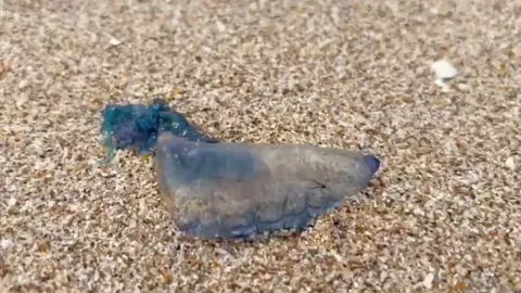 เตือน นทท. หลีกเลี่ยงการเล่นน้ำทะเล หลังพบ "แมงกะพรุนไฟเรือรบโปรตุเกส"