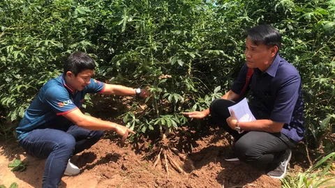 เกษตรกาฬสินธุ์ออกสำรวจโรคใบด่างมันสำปะหลัง พบระบาดแล้ว 5 อำเภอราวๆ 2 พันไร่