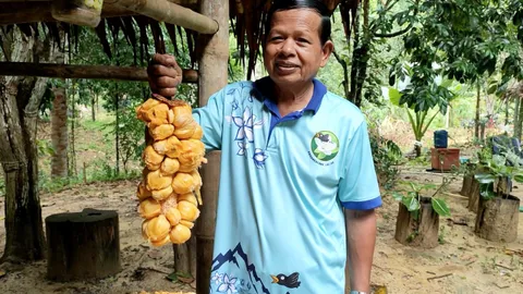 สวนลุงยกศูนย์เรียนรู้ที่สตูล ปลูกจำปาดะจนขึ้นชื่อ ทำรายได้ดีแพ็กขาย กก.ละ 100