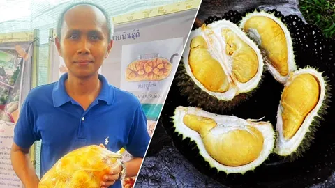 ทต.บ้านนา หนุนขยายสวนปลูกจำปาดะ-ทุเรียน ไว้ส่งขายมาเลย์สร้างรายได้ให้ชาวบ้าน