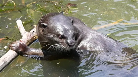 นากป่าในสหรัฐฯ ดุ ไล่กัด นทท. สาวบาดเจ็บ 3 ราย