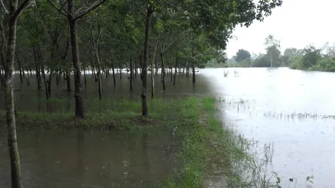 บึงกาฬน้ำท่วมกระจาย 8 อำเภอ พื้นที่เกษตรทั้งนาข้าวและสวนยางจมแล้ว 8,000 ไร่