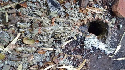 ตรวจสอบเหตุปะทุของก้อนหินใต้ดิน จ.ชัยภูมิ เกิดจากสายไฟแรงสูงรั่วลงดิน