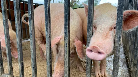 ชาวบ้านร้องทุกข์ กลิ่นขี้หมูจากฟาร์มหมูเหม็นมาก ฝากเทศบาลแก้ไขปัญหา