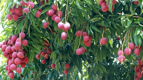 กรมวิชาการเกษตรเผยเคล็ดลับ เลี้ยงบำรุง..ลิ้นจี่นครพนม 1