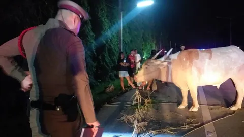 ควายเผือกเชือกหลุด เตลิดลงถนนชน จยย.ล้ม เพื่อนขับรถเก๋งตามมาทับดับ 