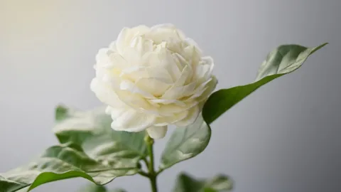 แจก 3 วิธีทำ "ดอกมะลิวันแม่" สวยๆ ทำได้ด้วยตัวเอง พร้อมความซึ้งๆ ของดอกมะลิ
