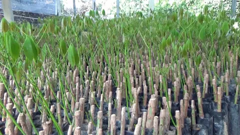 ชาวสวนสตูลเพาะพันธุ์กล้ายางขาย ตลาดยังต้องการ ทำเงินกว่า 4 หมื่นต่อเดือน