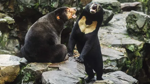 ไม่ใช่มนุษย์ปลอมตัว