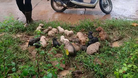 กุศลครั้งใหญ่ ครูสาวใจบุญช่วยชีวิต ลูกสุนัข 19 ตัว หลังพบถูกทิ้งอยู่ในป่า